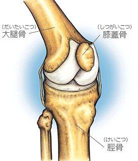 膝関節の構造についての解説図