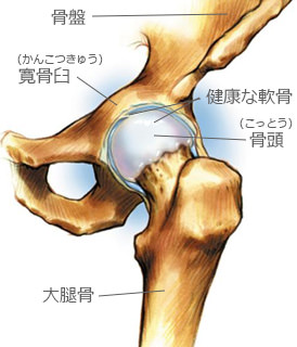 健康な股関節の解剖画像